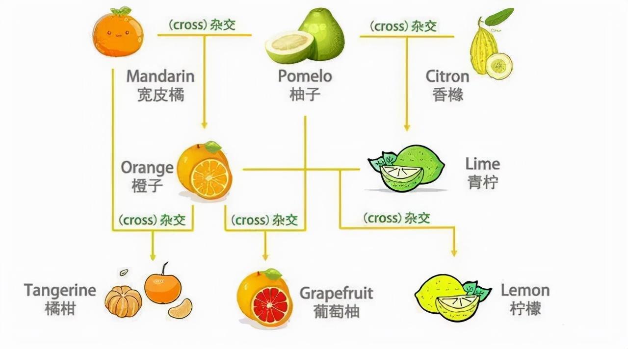 红江橙是哪里的特产水果（全国哪里的橙子最出名又好吃）