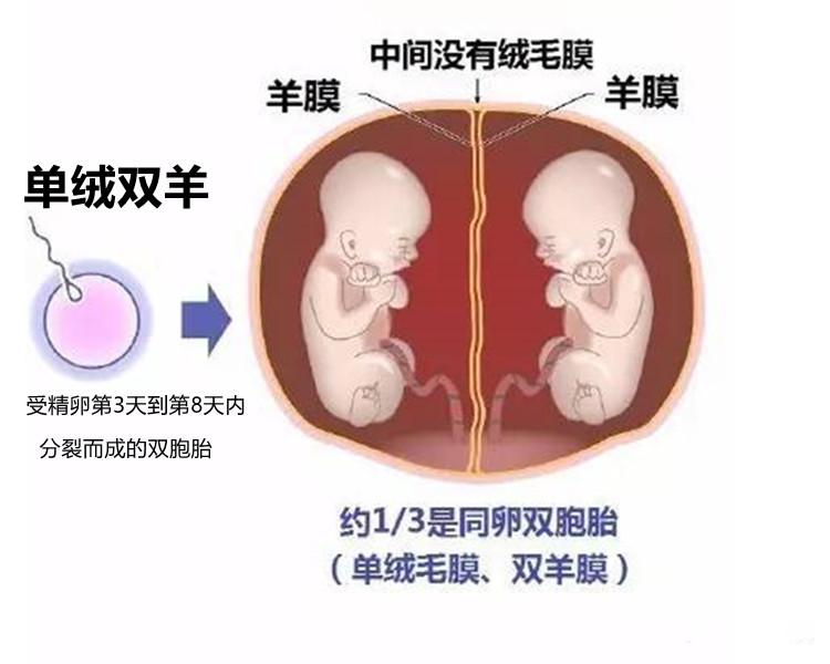 单绒单羊和单绒双羊的区别（分别是什么意思）