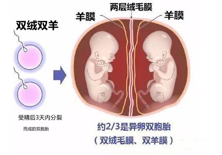 单绒单羊和单绒双羊的区别（分别是什么意思）