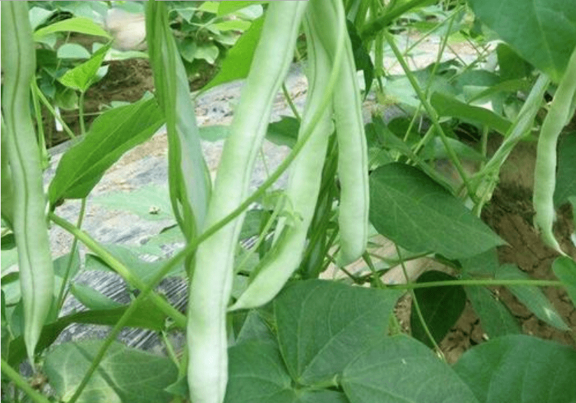 四季豆是凉性还是热性的蔬菜食物