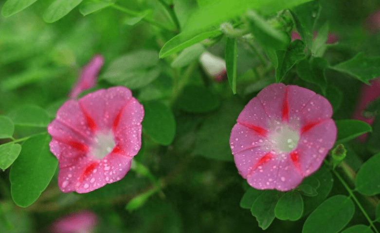 十大寓意不幸的花是什么（民间10大不吉利花）