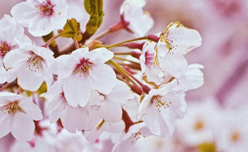 十大寓意不幸的花是什么（民间10大不吉利花）