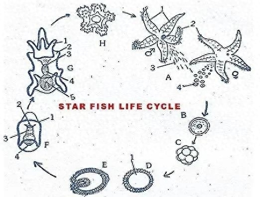 海星是动物还是植物类（海星是一种棘皮动物）