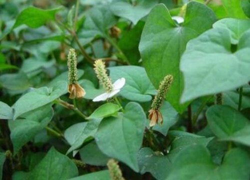 种植鱼腥草一亩利润与成本是多少钱