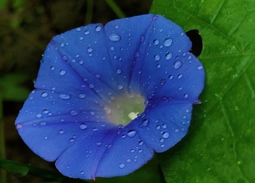 牵牛花的象征意义和精神（花语是什么意思）