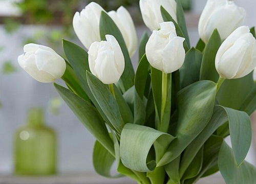 郁金香花有毒吗（郁金香花适合室内养吗）