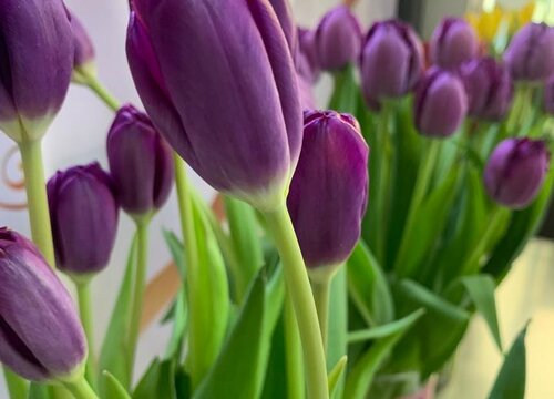 郁金香花有毒吗（郁金香花适合室内养吗）