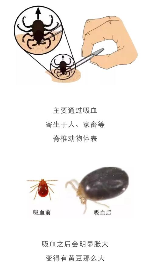 蜱虫在哪个省份最多（中国蜱虫高发地区）